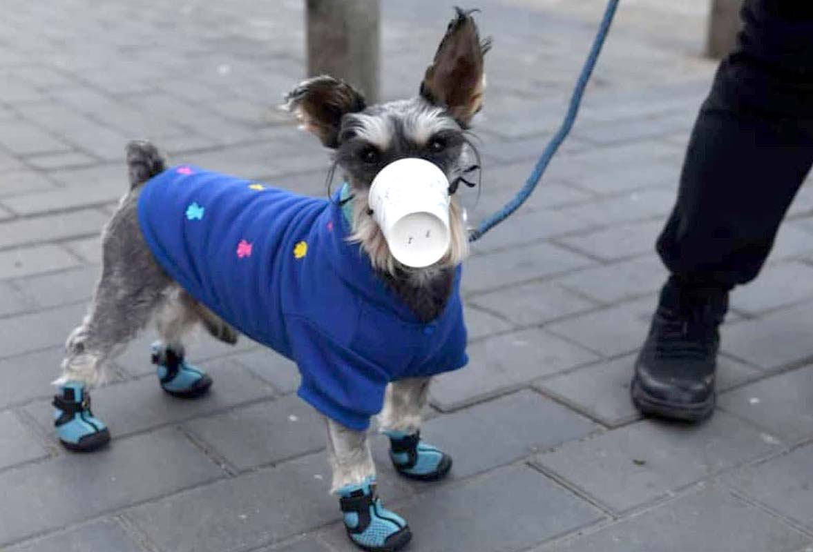 Mascotas en China usan mascarillas para evitar coronavirus 2
