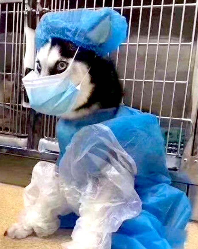Mascotas en China usan mascarillas para evitar coronavirus 3