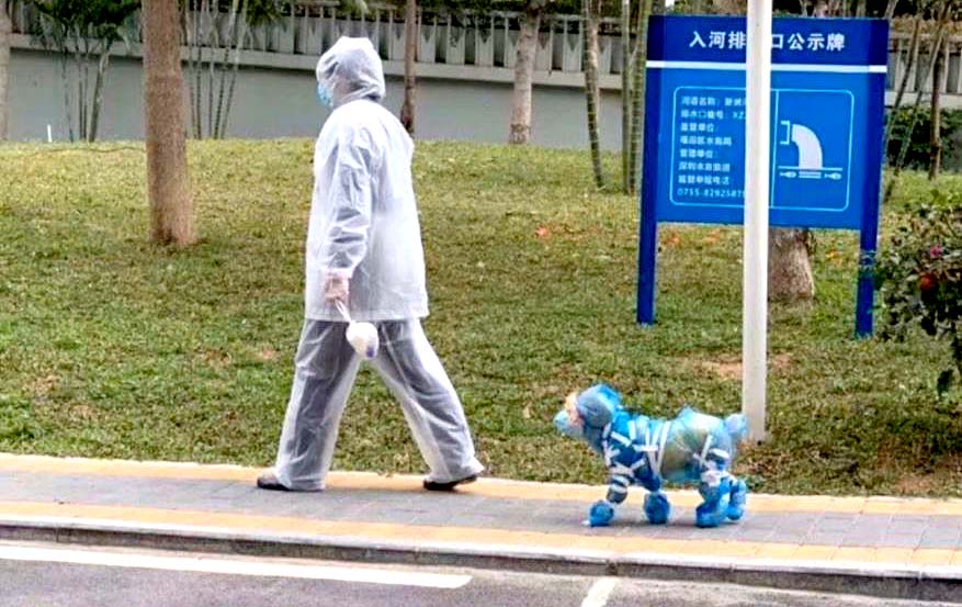 Mascotas en China usan mascarillas para evitar coronavirus 4