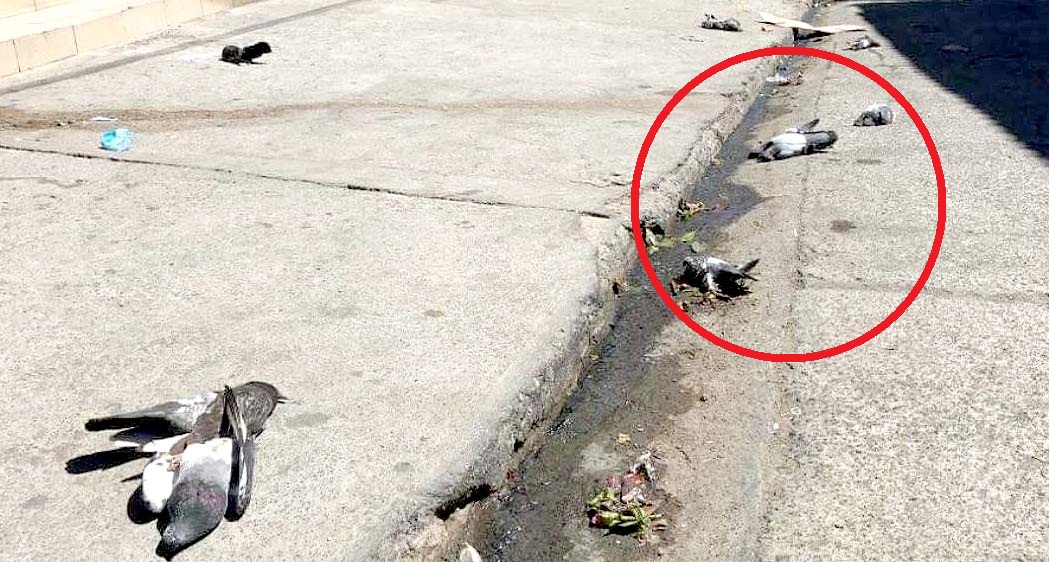 Denuncia envenamiento de palomas en La Unión 2