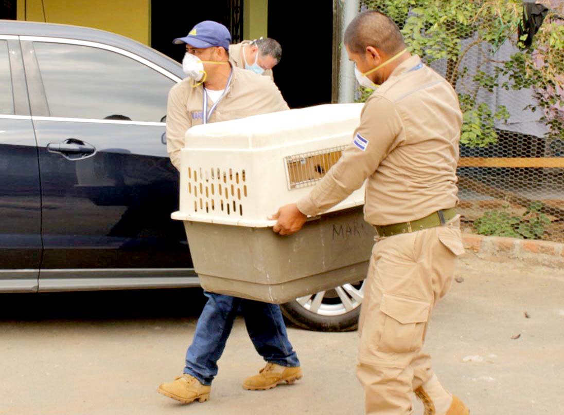 Rescatan animales en Nahuizalco 2