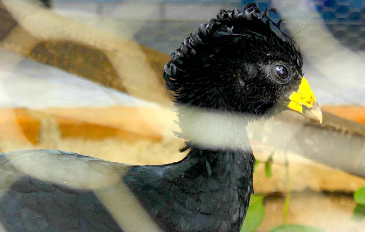 Rescatan animales en Nahuizalco 1
