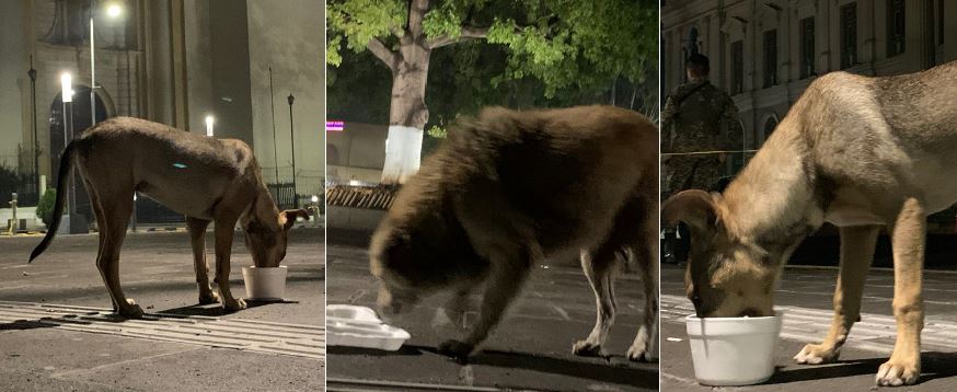 Perritos en Catedral