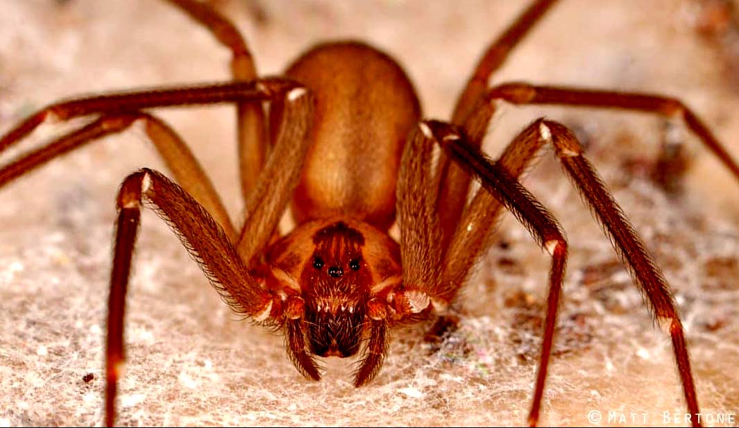 Araña Reclusa o Parda