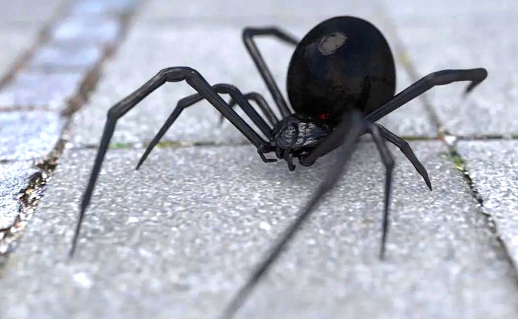 Plaga De Tarantulas Invade La Casa De Una Mujer Y Esta Pide Ayuda A Los Bomberos Sucesos El Salvador Times