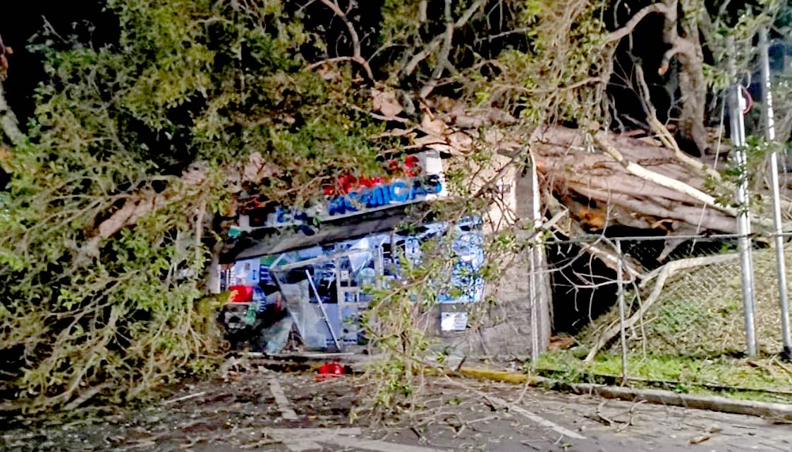 Farmacia destruida por caida de árbol 4