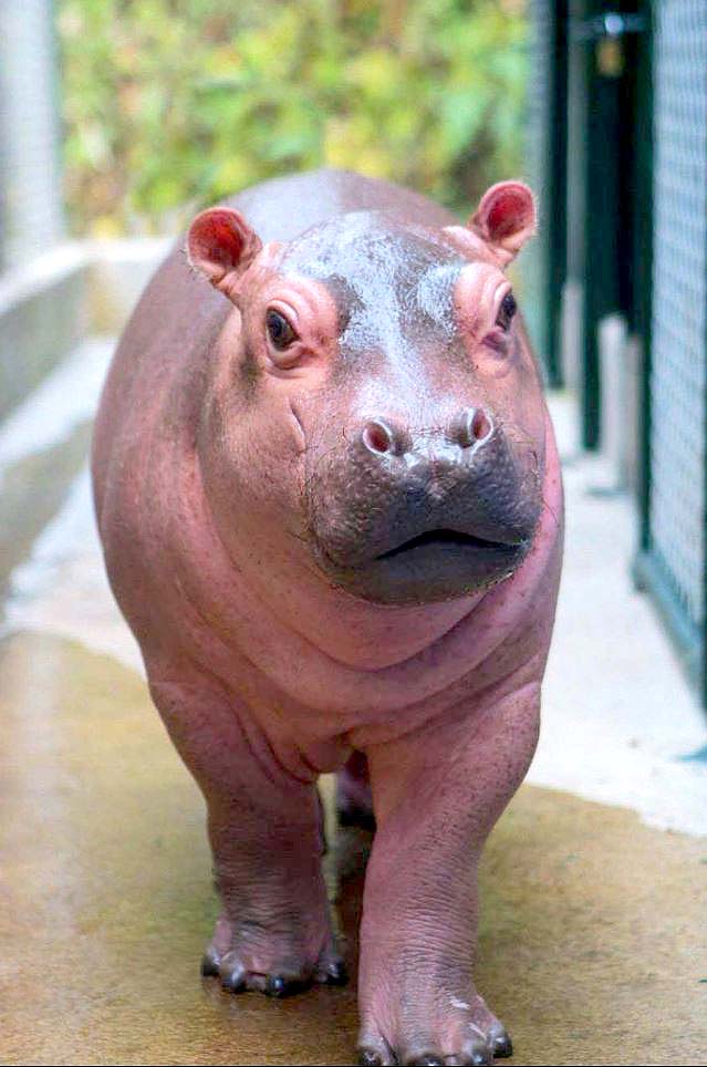 Kibo el hipopótamo de Furesa 2
