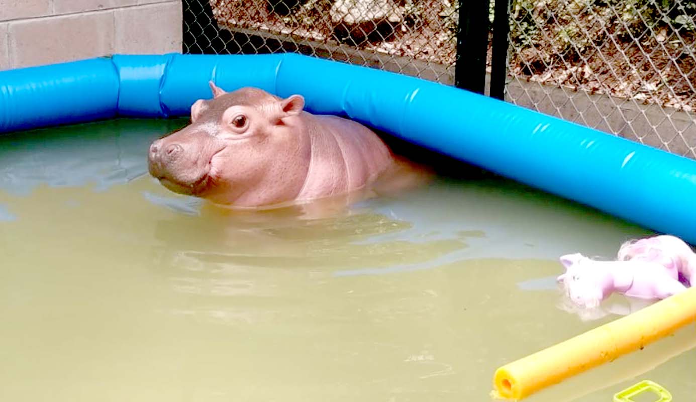 Kibo el hipopótamo de Furesa 3