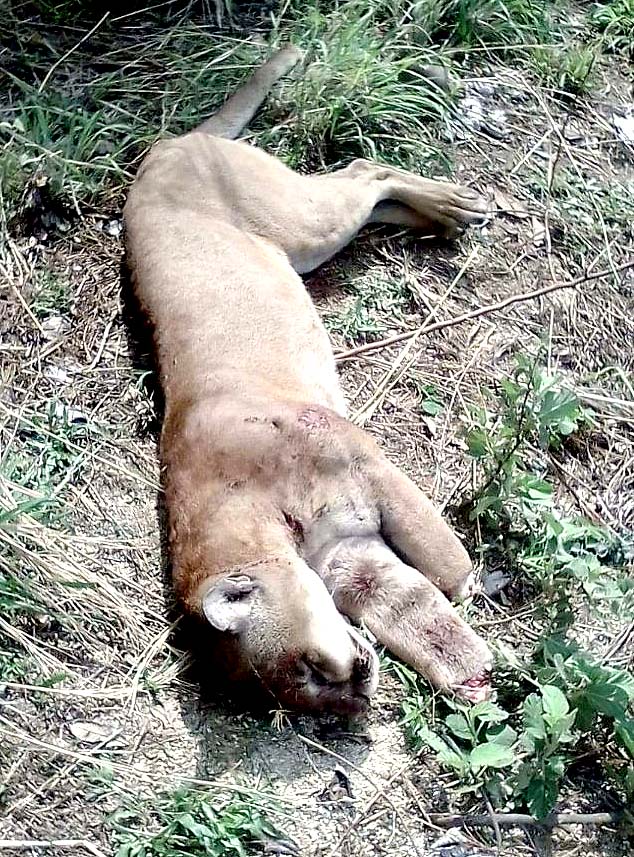 Puma muerto en Chalatenango 1