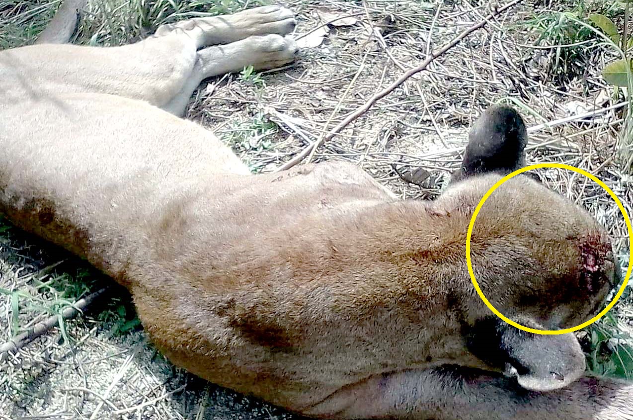 Puma muerto en Chalatenango 2