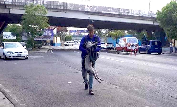 Motociclista ayuda a perro 1