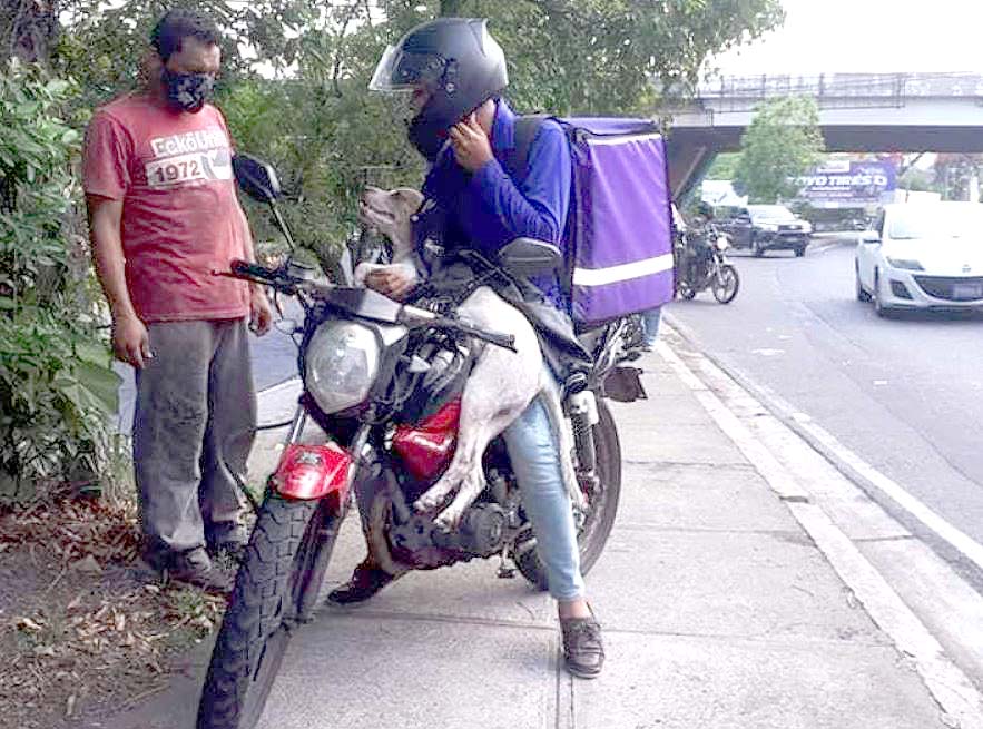 Motociclista ayuda a perro 2