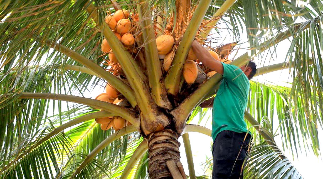 Hombre regala cocos a militares en Usulután 2