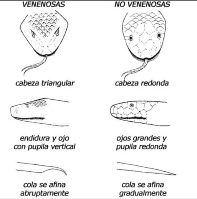 Cómo identificar serpientes venenosas