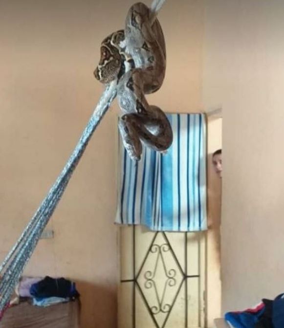 Mazacuata en Metapán 1