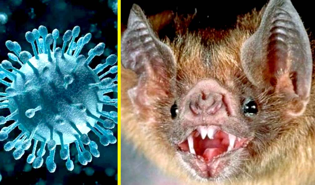 Descubren en murciélagos cientos de coronavirus con alto potencial ...