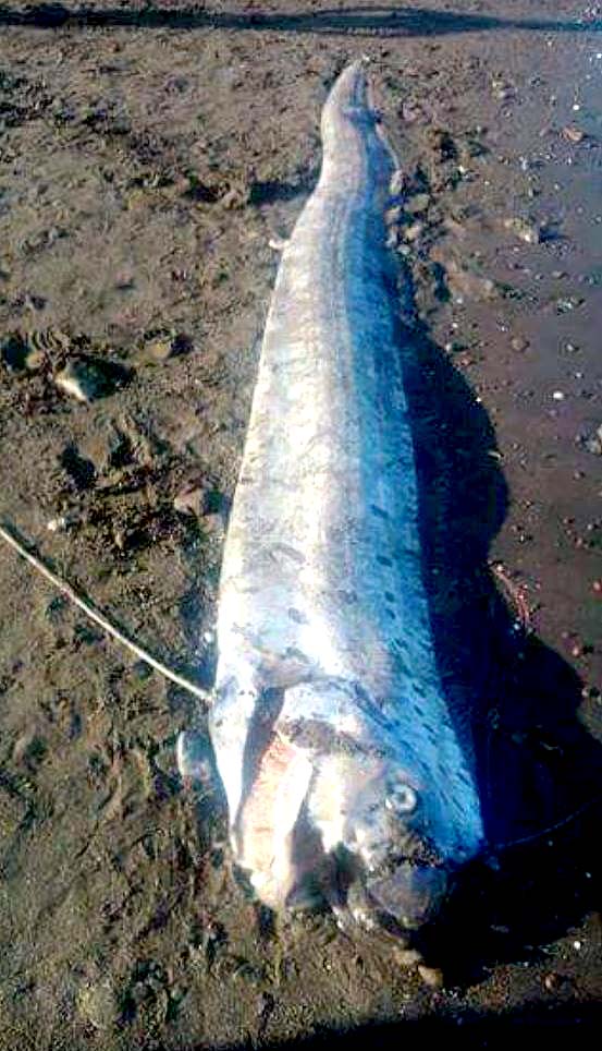 Pez Remo en Sonsonate