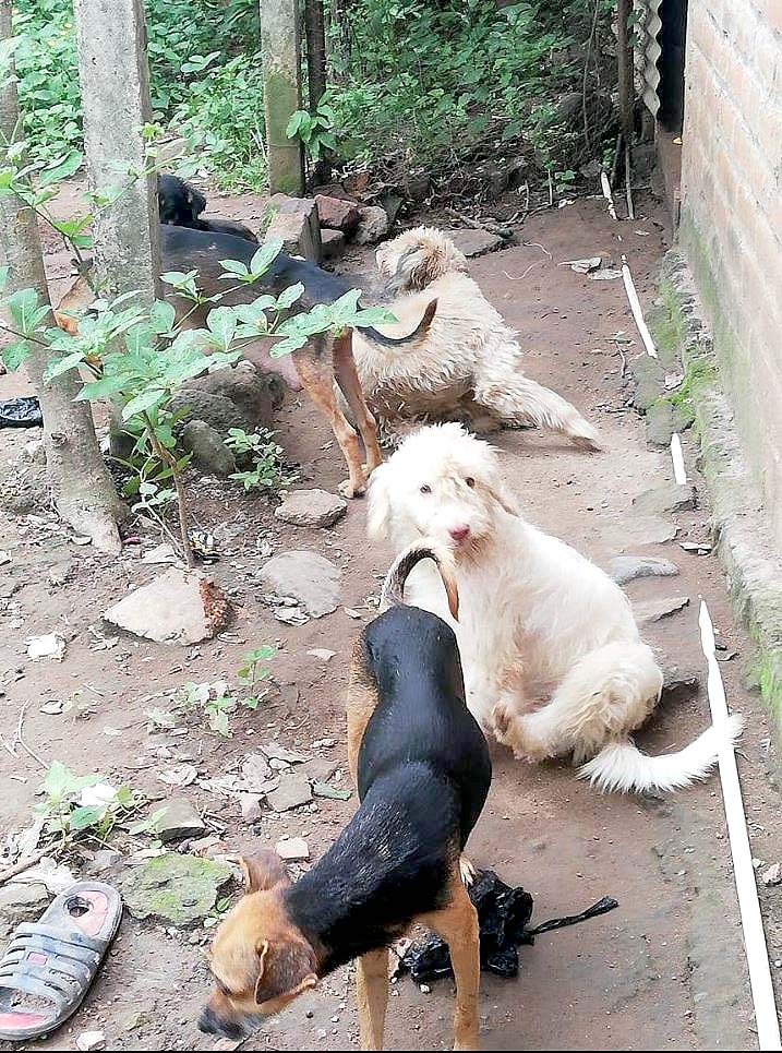 Piden ayuda para hombre con 16 perros Fotos tomadas de Peludos de Zacatecoluca 1