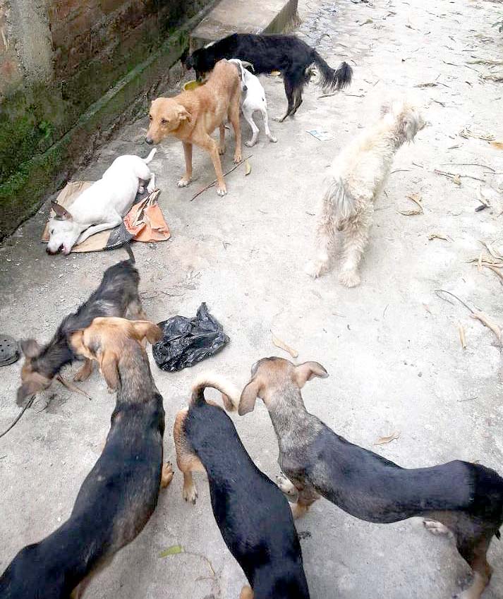 Piden ayuda para hombre con 16 perros Fotos tomadas de Peludos de Zacatecoluca 4