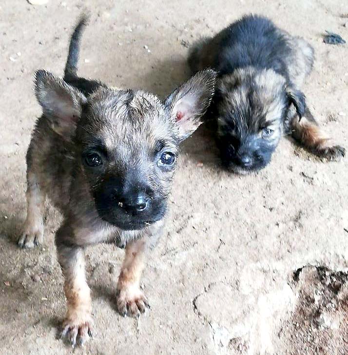 Piden ayuda para hombre con 16 perros Fotos tomadas de Peludos de Zacatecoluca 5