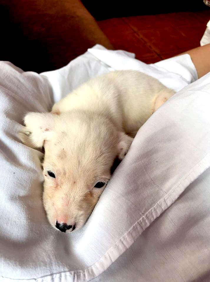 Piden ayuda para hombre con 16 perros Fotos tomadas de Peludos de Zacatecoluca 6