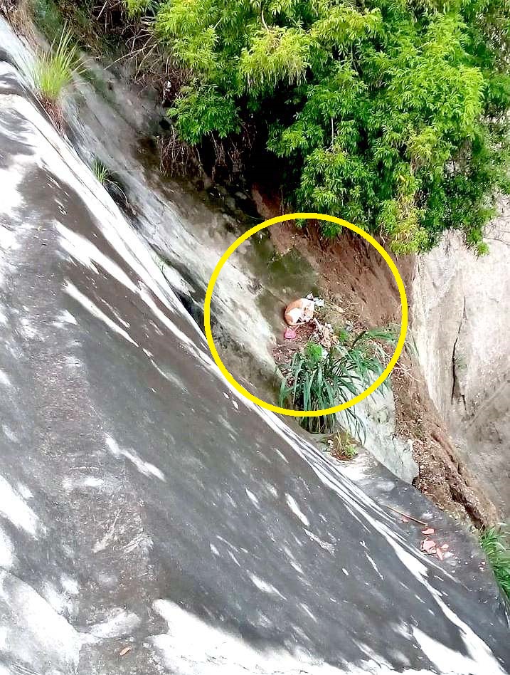 Rescatan una perra en Soyapango Foto cortesía Bomberos