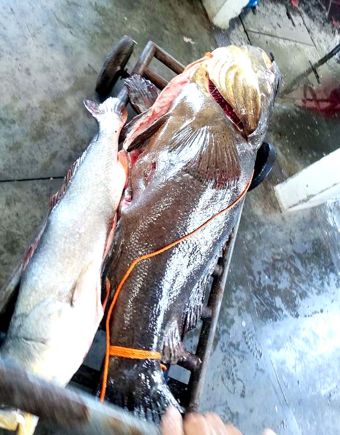 Denuncia pesca del Mero en el Puerto de La Libertad Foto tomada de Extinción El Salvador 4