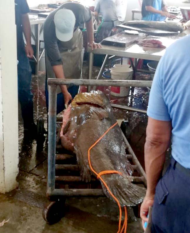 Denuncia pesca del Mero en el Puerto de La Libertad Foto tomada de Extinción El Salvador 5