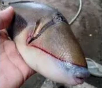 Pescado con dientes3