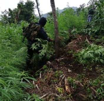 Droga en Santa Elena2