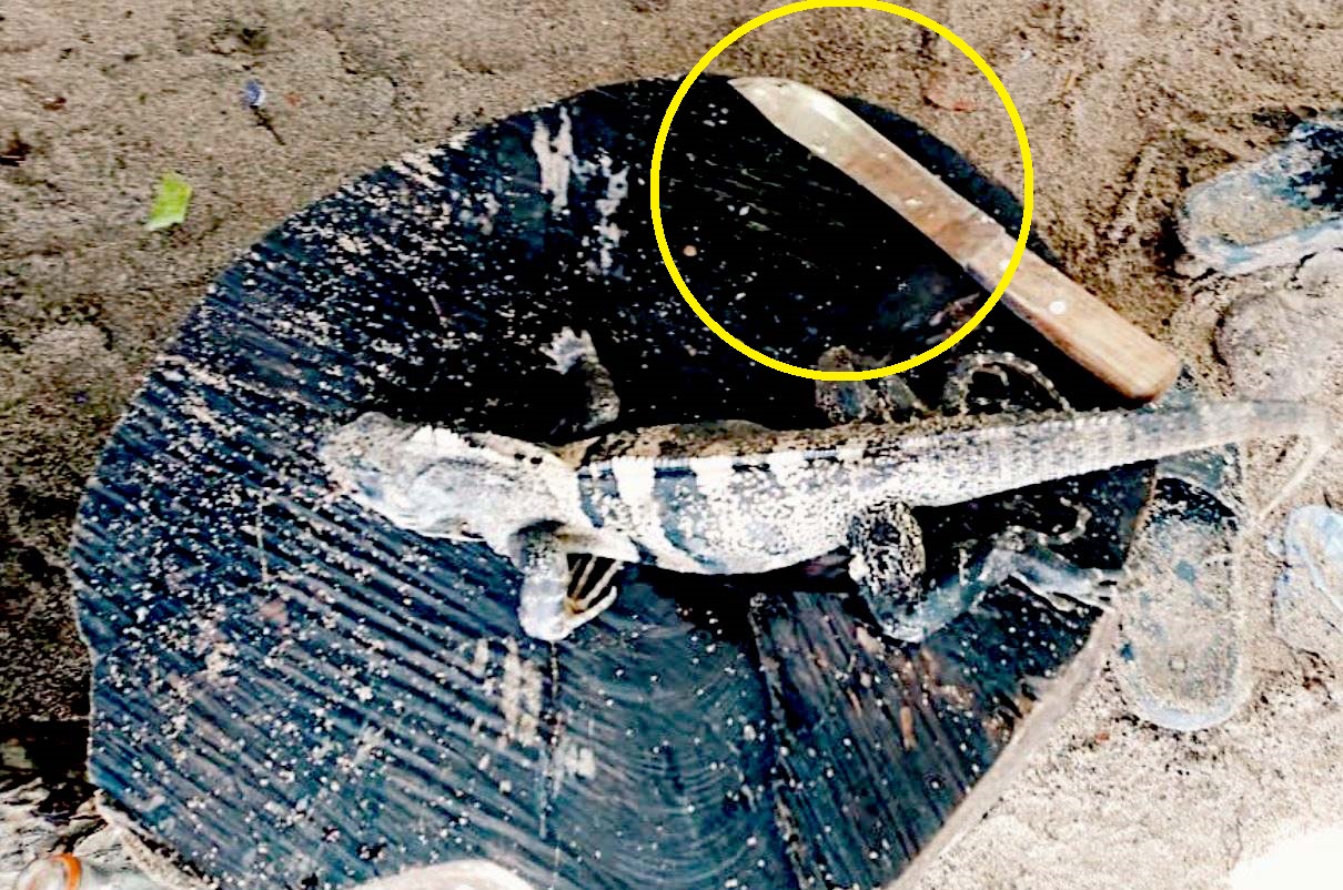 retienen a turista por matar un garrobo en Los Cóbanos Foto 2 tomada de Medio Ambiente