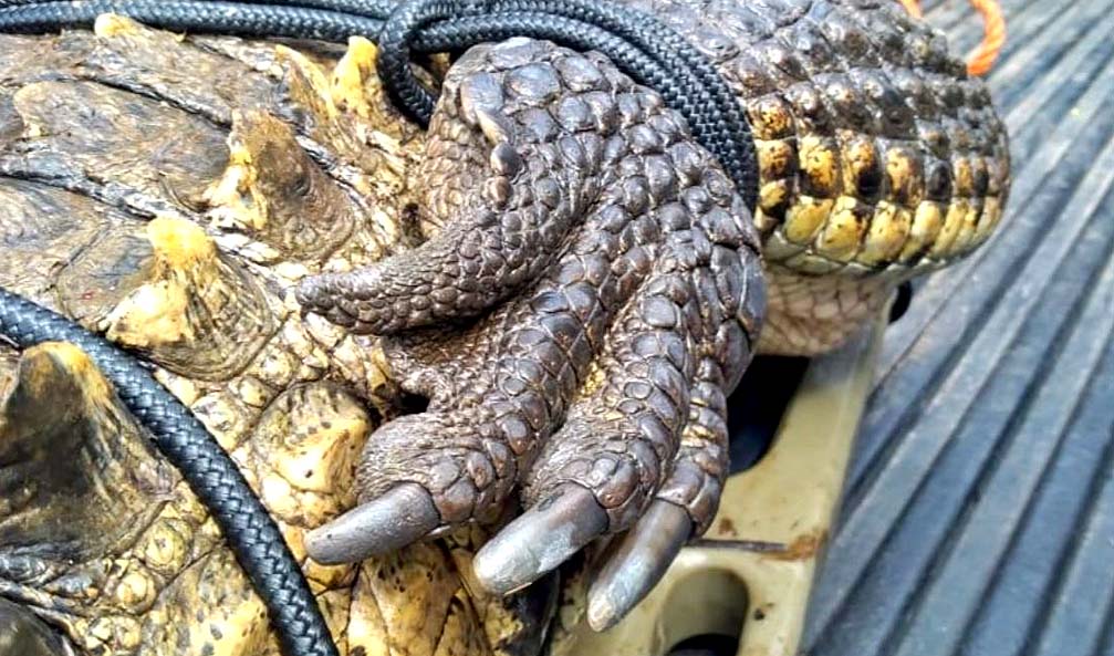 Rescatan a cocodrilo en Aguilares foto tomada de la PNC 2