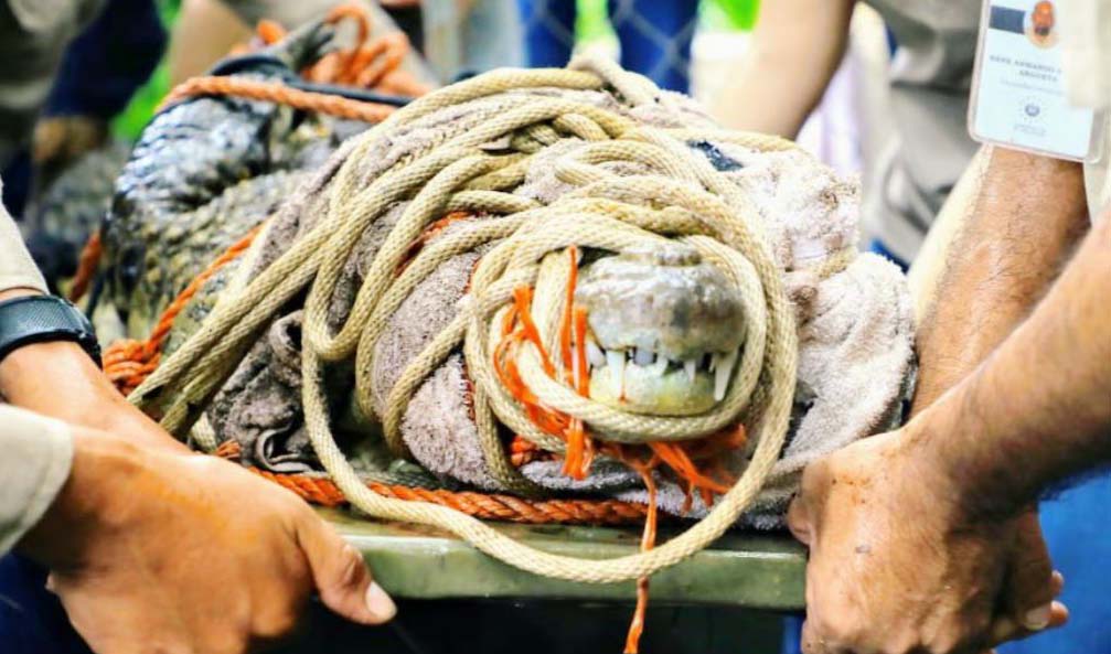 Rescatan a cocodrilo en Aguilares foto tomada de Medio Ambiente 2
