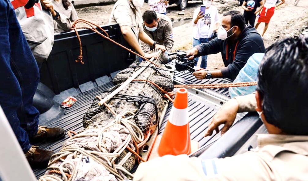 Rescatan a cocodrilo en Aguilares foto tomada de Medio Ambiente 3