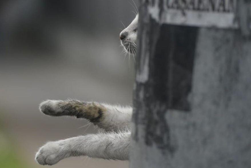 Gato2