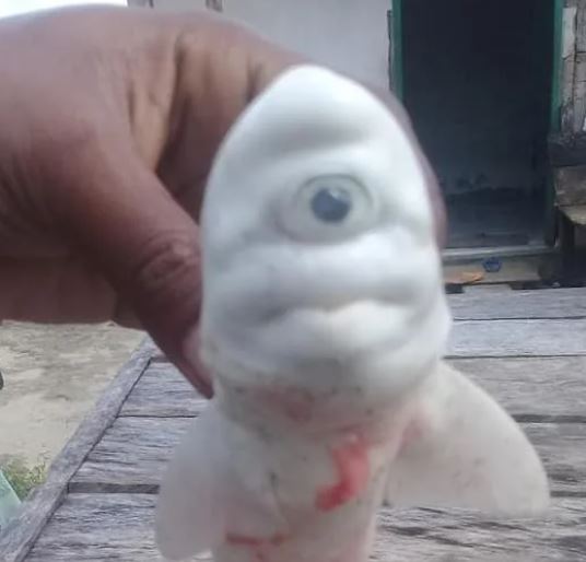 Tiburón blanco en Indonesia