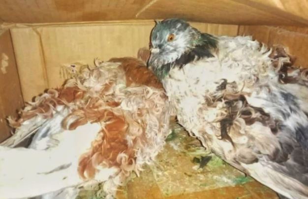 Palomas