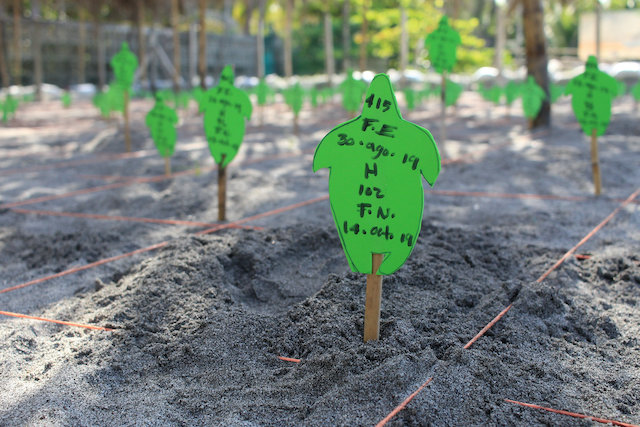 Davivienda_TortuguerosSanDiego_228