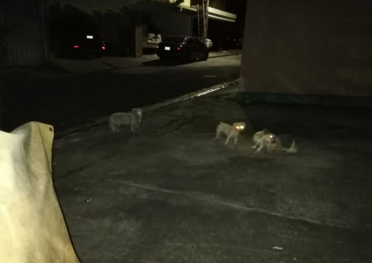 Tres perritos abandonados