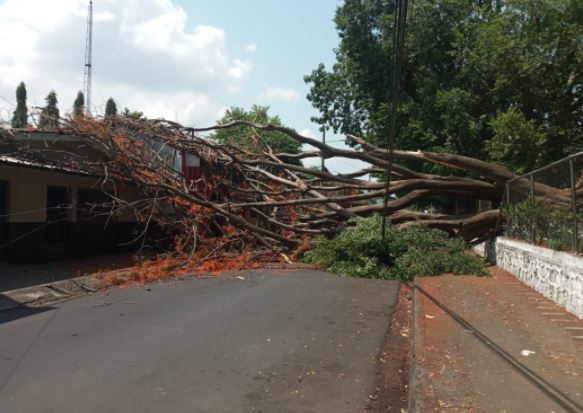 Caída de palo de fuego