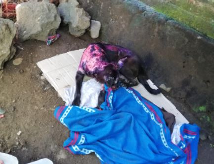 Perrita quemada2