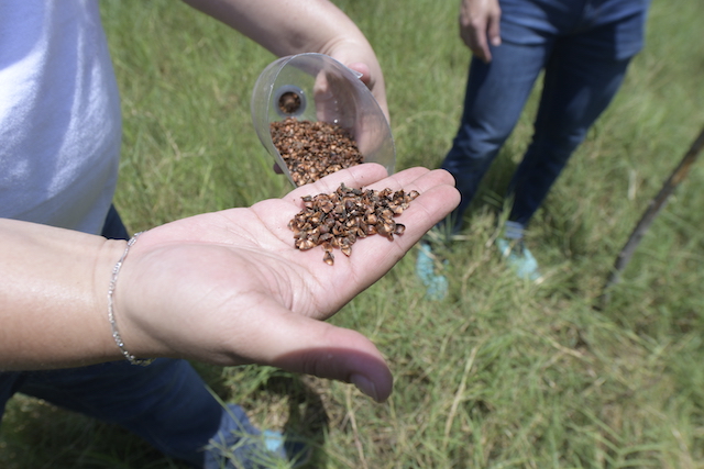 Davivienda_mangle_33