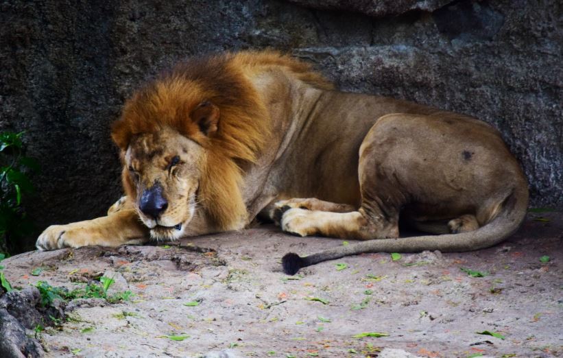 Leo3