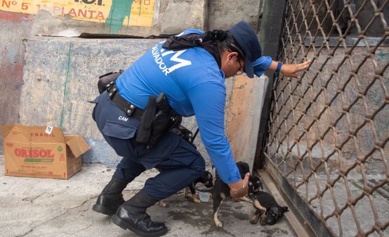 Perros abandonados2