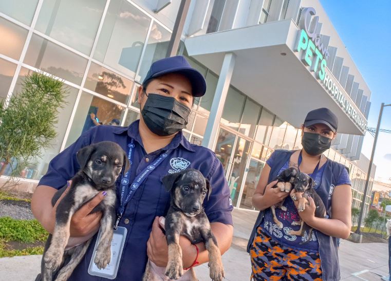 Perros abandonados4