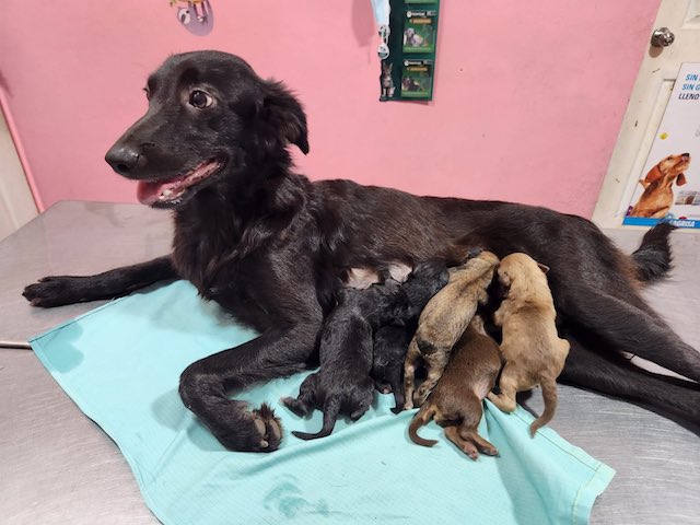 Perra cachorros Zaragoza