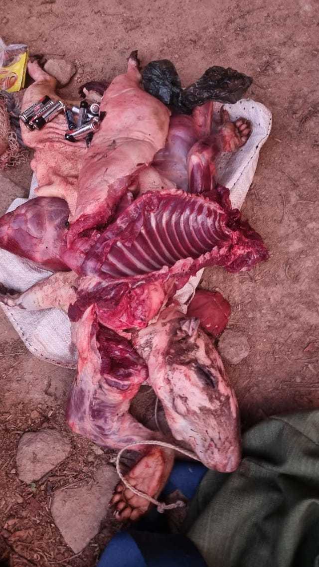 Mario Joel Gómez y José Atilio Arce, cazaban animales en peligro de extinción en el bosque El Imposible 2