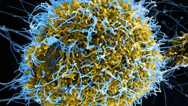 virus copia
