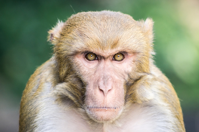 Mono Rhesus