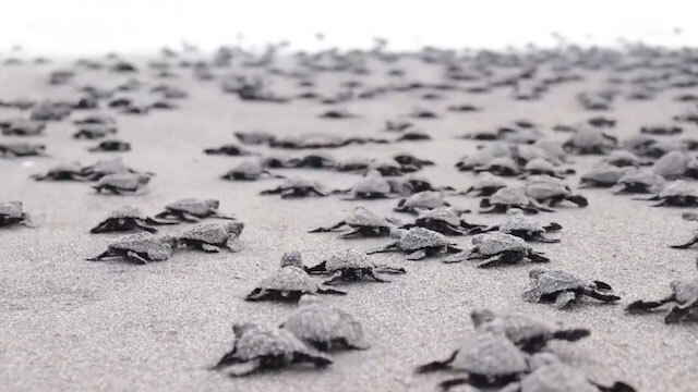 Tortugas Marinas